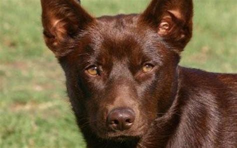 Australian Kelpie dog: Facts, Breed Information and where to find them ...