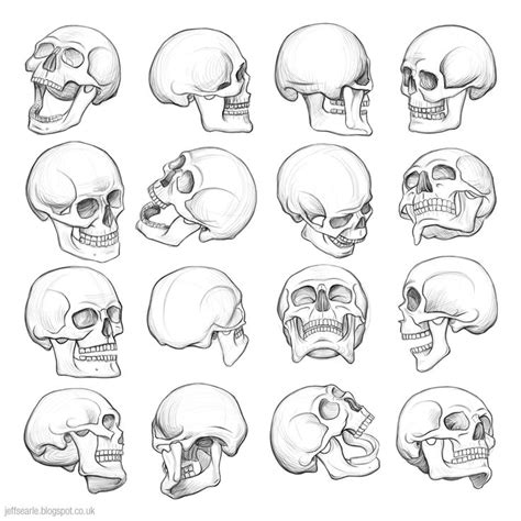 Jeff Searle: The human skull | Skull drawing, Anatomy art, Skulls drawing