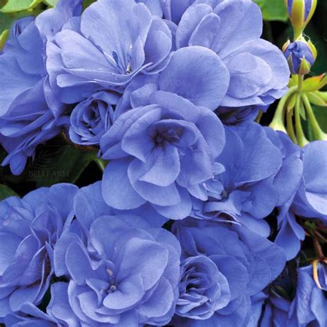 Sky Blue Noon Geranium 10 Seeds | Etsy | Geranium flower, Flower seeds ...