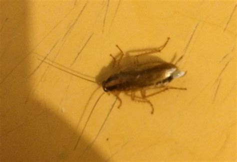 German Cockroach infestation - What's That Bug?