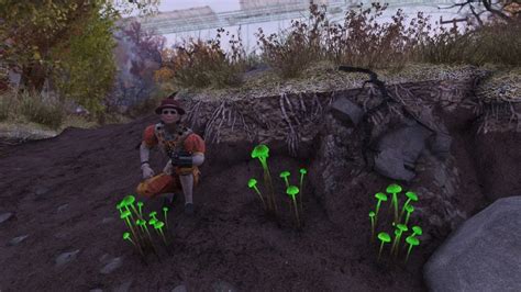 How to get Glowing Fungus in Fallout 76 - Gamepur