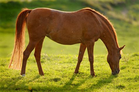 Backlight brown horse | Another horse grazing, this time thi… | Flickr