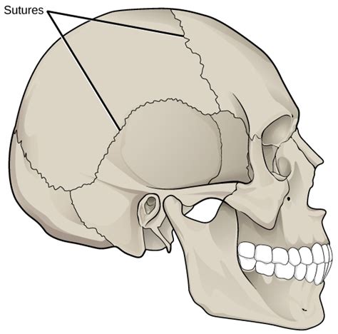 19.3 Joints and Skeletal Movement – Concepts of Biology – 1st Canadian ...