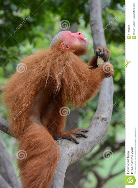 Uakari Monkey in Tree stock photo. Image of amazon, uakari - 61242582