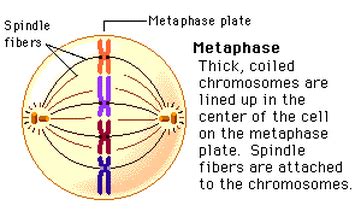 Metaphase - Mitosis