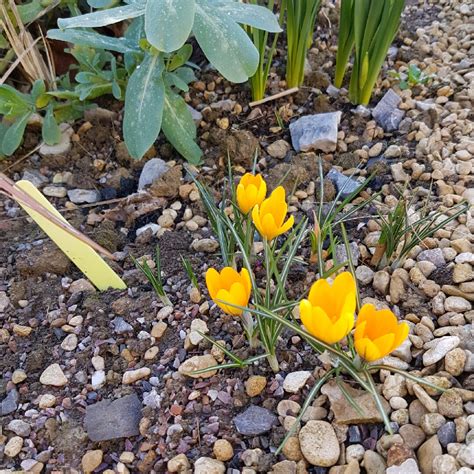 Crocus x luteus 'Golden Yellow' syn. Crocus x stellaris 'Golden Yellow ...