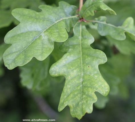 quercus robur leaf : Biological Science Picture Directory – Pulpbits.net