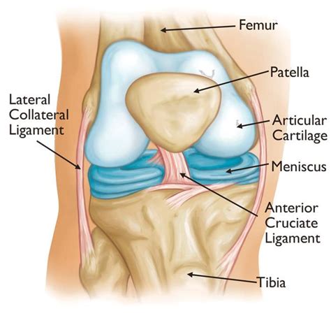 Total Knee Replacement - OrthoInfo - AAOS