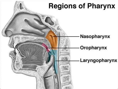 Pharynx Vs Tonsils