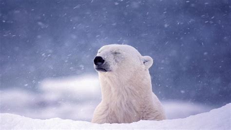 Morton's Musings: Polar Bear in Snow