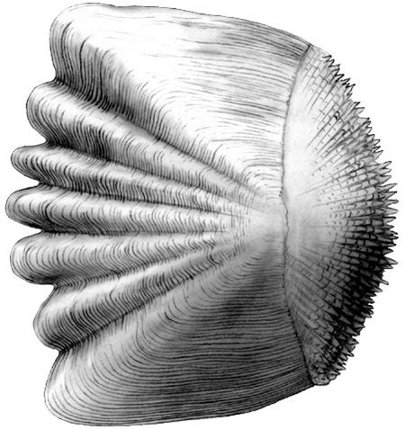 Ctenoid scale of a bony fish (Yellow perch) - Emily S. Damstra