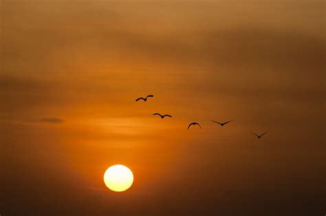 2560x1440 resolution | five birds flying during sunset HD wallpaper ...