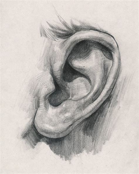 ArtStation - Ear - Side View