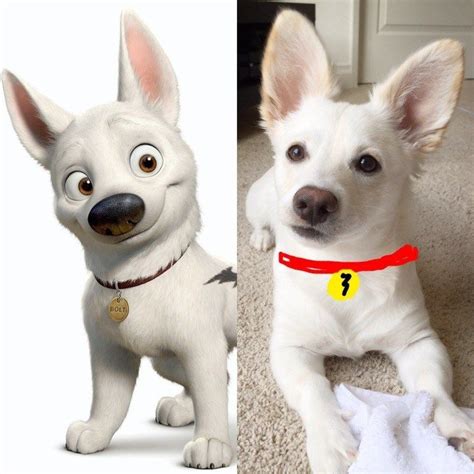 We Found Bolt's Real Life Lookalike | Cute little animals, Cute dog ...