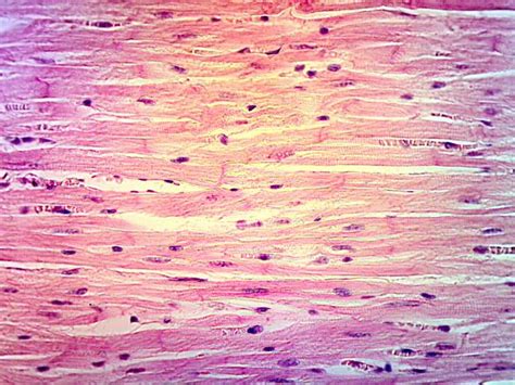 Cardiac Muscle Tissue | Human anatomy and physiology, Cells and tissues ...