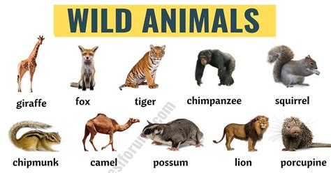 Wild Animals: List of 140+ Wild Animals Names in English - ESL Forums