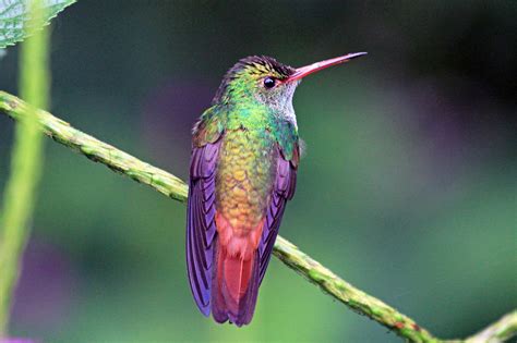 Migratory Birds Find Home on Sustainable Coffee Farms | Rainforest Alliance