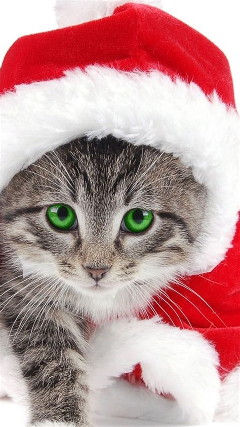 Cute Christmas Cats Wallpapers - Wallpaper Cave