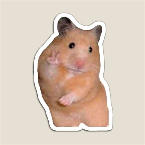 563 Wallpaper Hamster Meme Picture - MyWeb