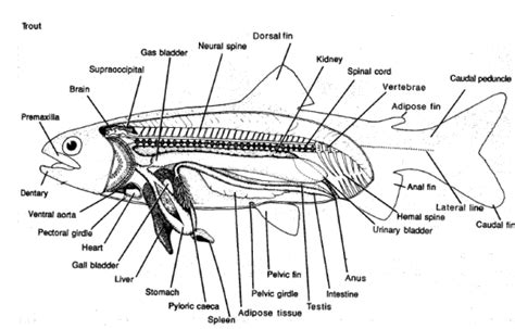 Rainbow Trout – Outdoor Encyclopedia