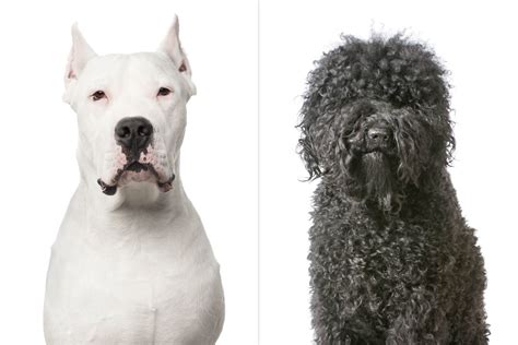 American Kennel Club Just Announced Two New Dog Breeds — Meet the Cool ...