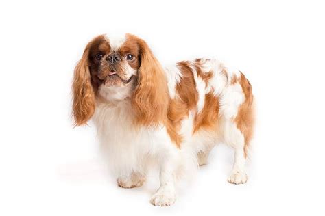 English Toy Spaniel Dog Breed Information