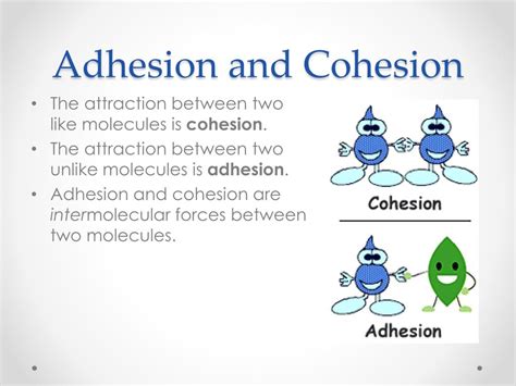 Cohesion Vs Adhesion