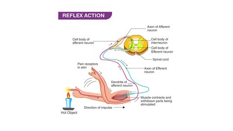 What are the parts of a typical reflex arc?