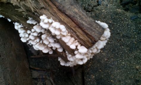 Garden Group Gathering: Oyster Mushrooms on Logs