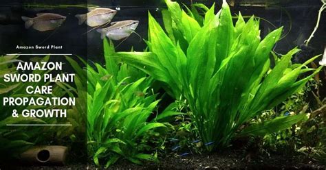 Amazon Sword Propagation - Plant Care & Growth - The Aquarium Adviser