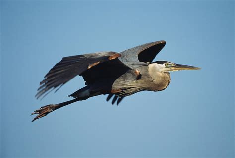 A Great Blue Heron In Flight Photograph by Klaus Nigge