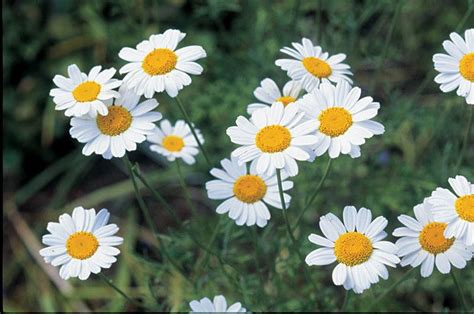 Pyrethrum - Alchetron, The Free Social Encyclopedia