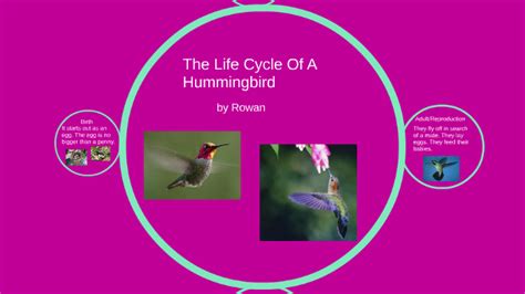 The Life Cycle Of A Hummingbird by rowan highland on Prezi