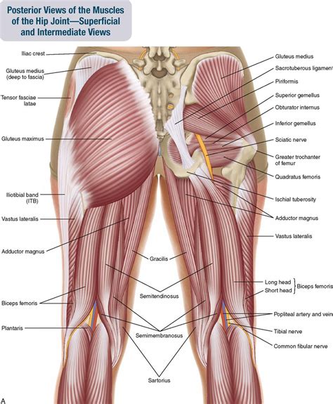 Diagram Of Hip.and Back.muscles - Hip Anatomy / Most modern anatomists ...