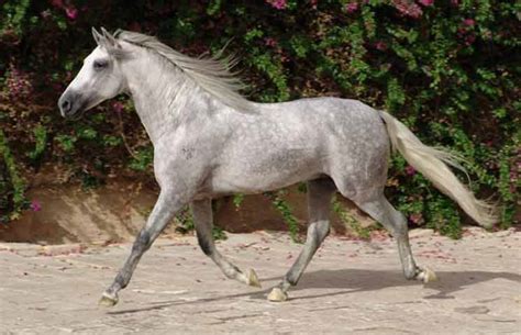 Andalusian (Pure Spanish) Horse Names - Petnamee