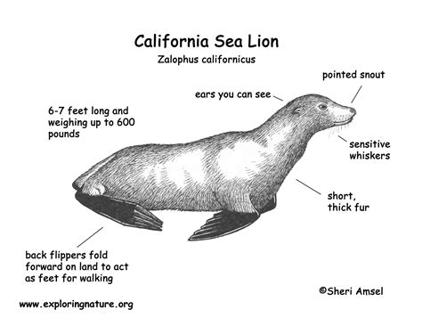 California Sea Lion - Marine Biology Sketch