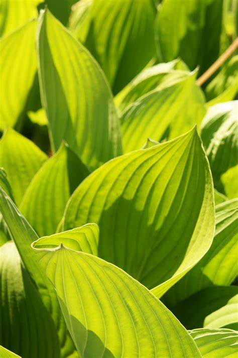 Hostas For Sunny Spots – Choosing Hostas That Tolerate The Sun