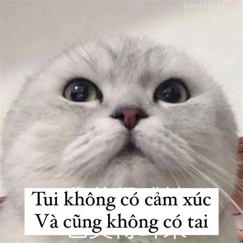 @𝐛𝐫𝐞𝐞𝐳𝐞𝟖𝐳 trong 2023 | Chuyện cười, Meme, Cười