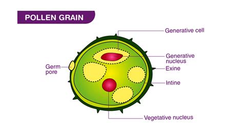 What is the function of pollen grains?