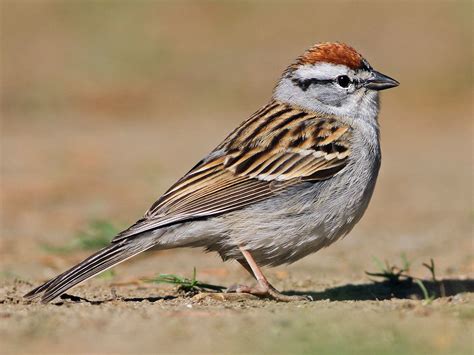 Chipping Sparrow - eBird | Backyard birds, Sparrow, Ornithology