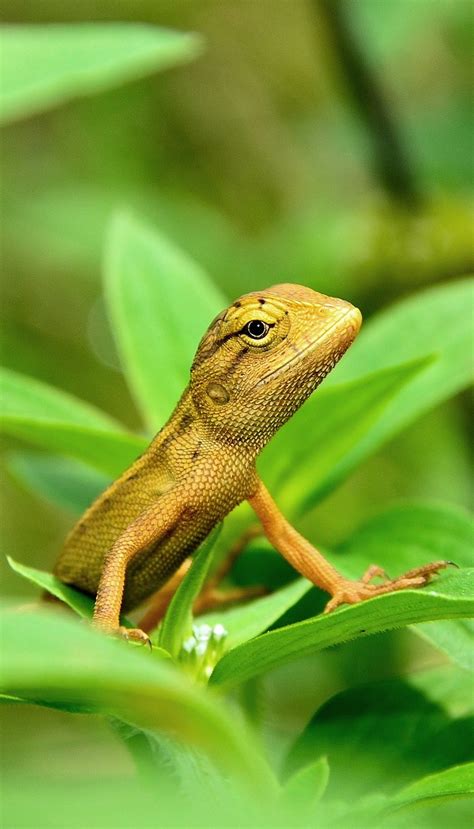 Picture of a yellow lizard - About Wild Animals