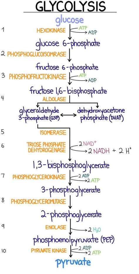 Carbohydrate Metabolism I | PREPARING TO BECOME