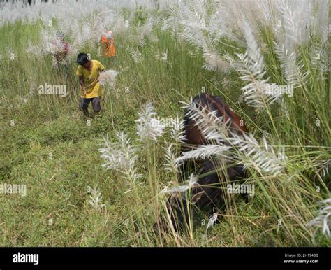 Kash phool hi-res stock photography and images - Alamy