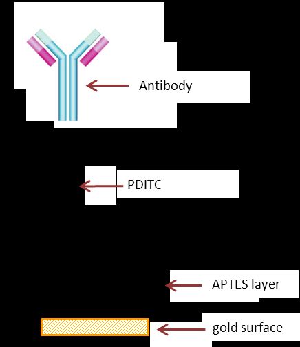 23: Schematic diagram of APTES-activated gold surface with antibody ...