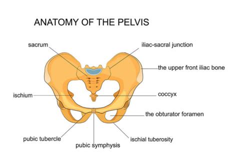 Que pasa Agotar cooperar pubic tubercle anatomy poetas construir zona