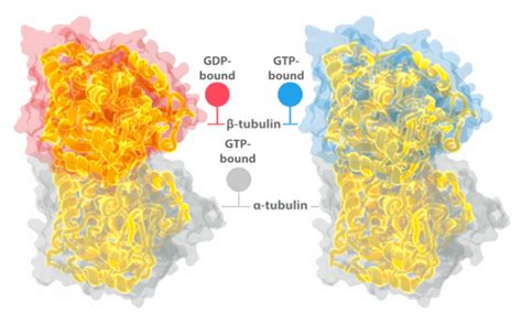 Tubulin Structure and Microtubule Metrics - By The Numbers Infographics