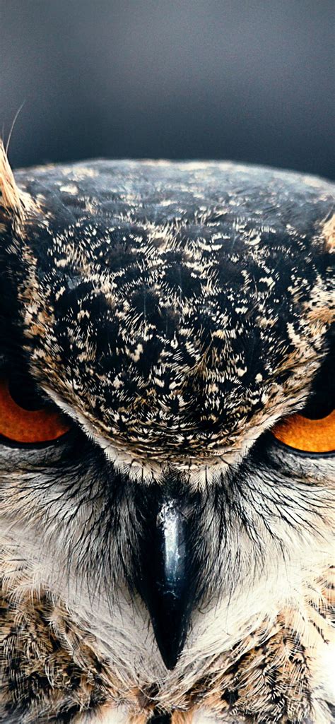 Great Horned Owl Wallpaper