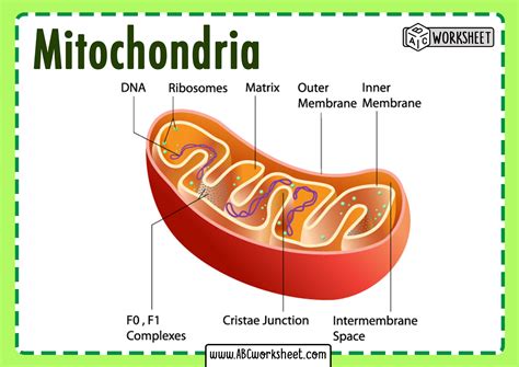 Animal Cell Diagram Mitochondria Mitochondria Structure And Function ...