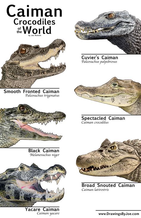 Caimans of the World | Crocodile species, Types of crocodiles, Caiman