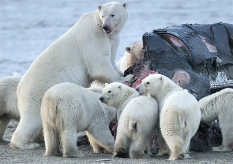 Are There Polar Bears In Alaska? (Where To See Them!) - TravelPeri